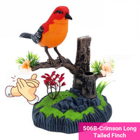 506B-Crimson Long-Tailed Finch